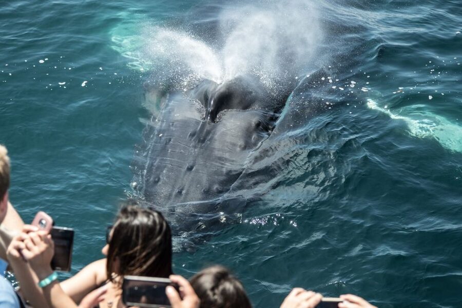 Newport Beach: Luxury Whale Watching Catamaran Cruise - Starting at 400 Main Street in Balboa