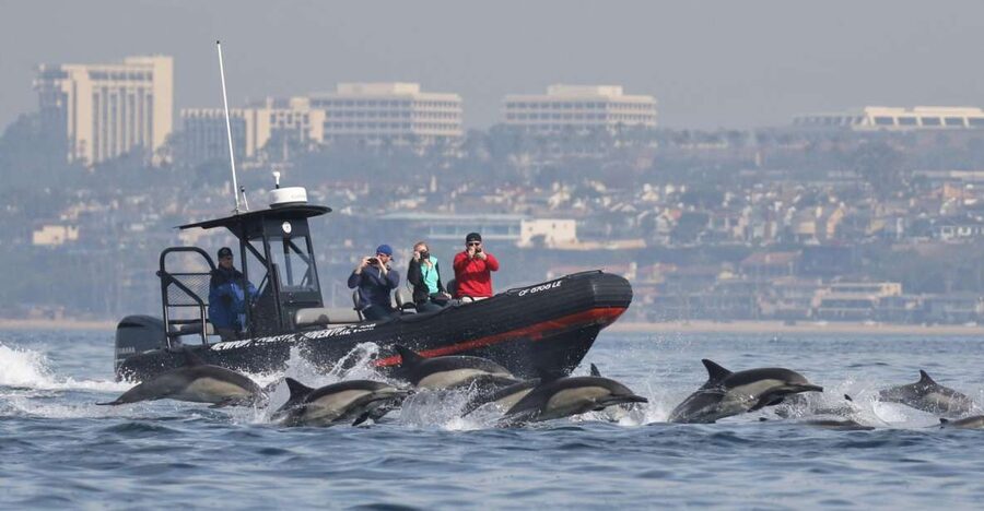 Newport Beach: Ultimate Whale Watching Adventure - Key details before you book