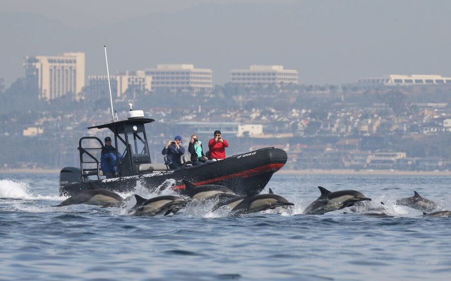 Newport Beach: Ultimate Whale Watching Adventure - Why the small boat changes the whale-watching experience
