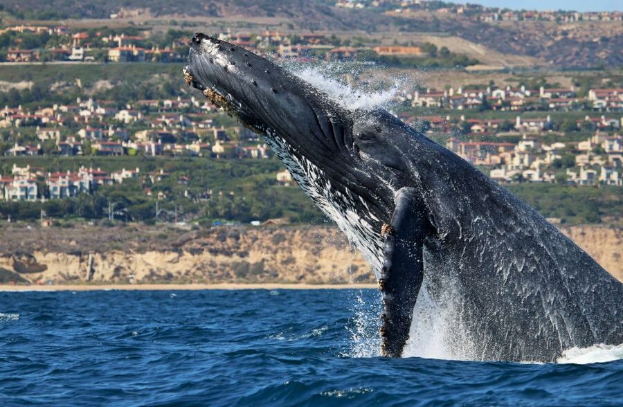 Newport Beach: Ultimate Whale Watching Adventure - Dolphins are often the main event