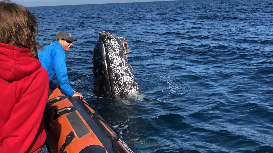 Newport Beach: Ultimate Whale Watching Adventure - Is $84 a fair price?