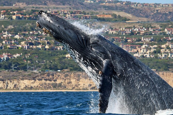 Newport Beach Whale and Dolphin Watching Cruise - Searching for whales, dolphins, and sea lions