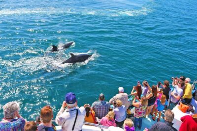 Whale and Dolphin-Watching Cruise