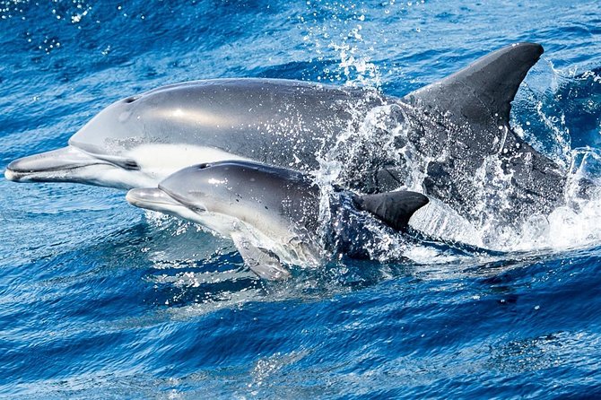 Newport Beach Whale and Dolphin Watching Cruise - Crew explanations can make or break the outing