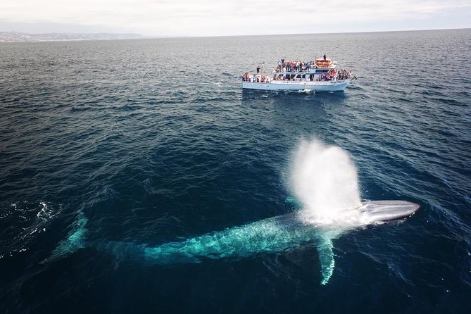Newport Beach Whale and Dolphin Watching Cruise - Who will enjoy this Newport Beach cruise?