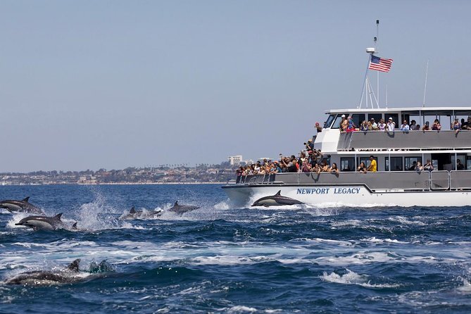 Newport Beach Whale and Dolphin Watching Cruise - How to plan the day