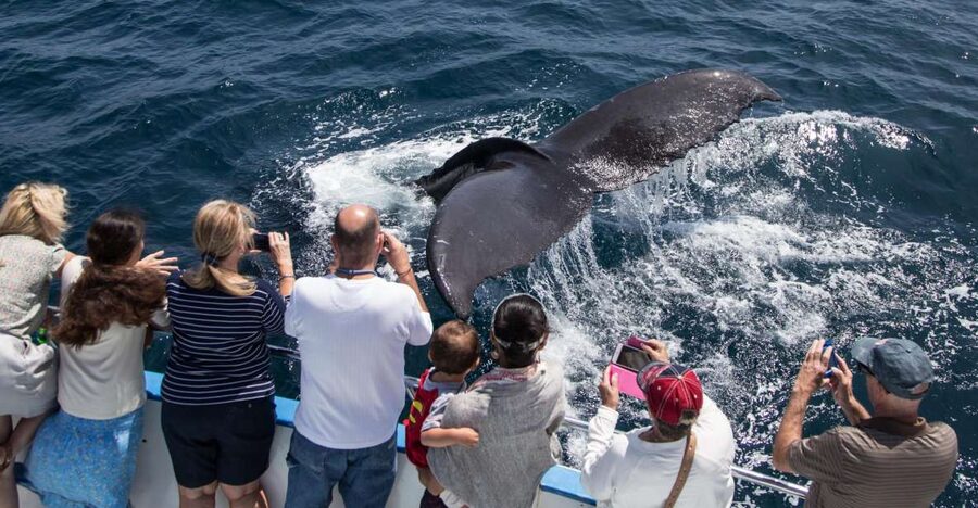 Newport Beach: Year-Round Whale Watching Cruise - Key points to know before you go