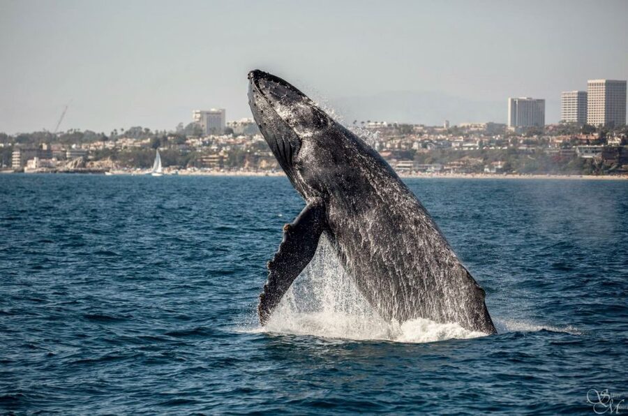 Newport Beach: Year-Round Whale Watching Cruise - Why Newport Harbor is a strong whale-watching base