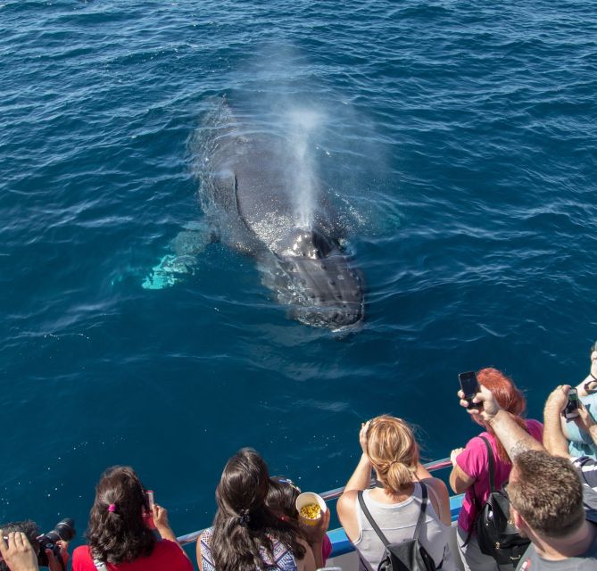 Newport Beach: Year-Round Whale Watching Cruise - Boarding at the Balboa Pavilion