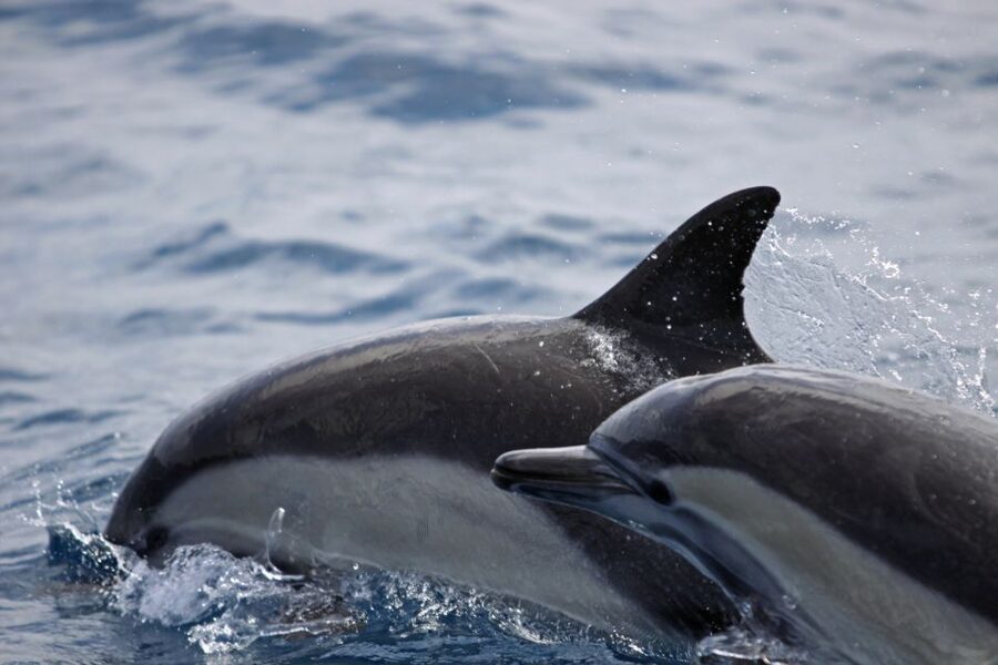 Newport Beach: Year-Round Whale Watching Cruise - A two-deck boat made for watching wildlife