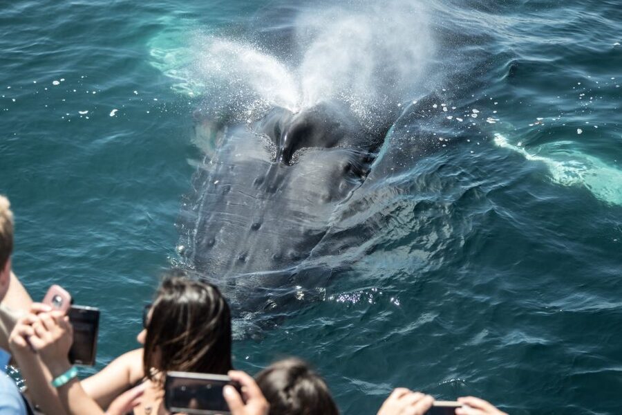 Newport Beach: Year-Round Whale Watching Cruise - What the route shows you before the wildlife search