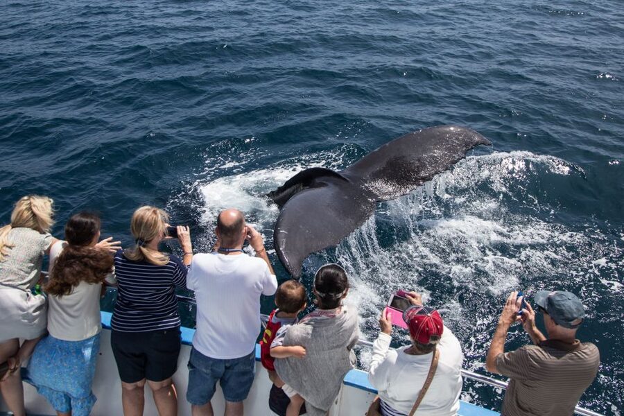 Newport Beach: Year-Round Whale Watching Cruise - The two-hour search for whales and dolphins