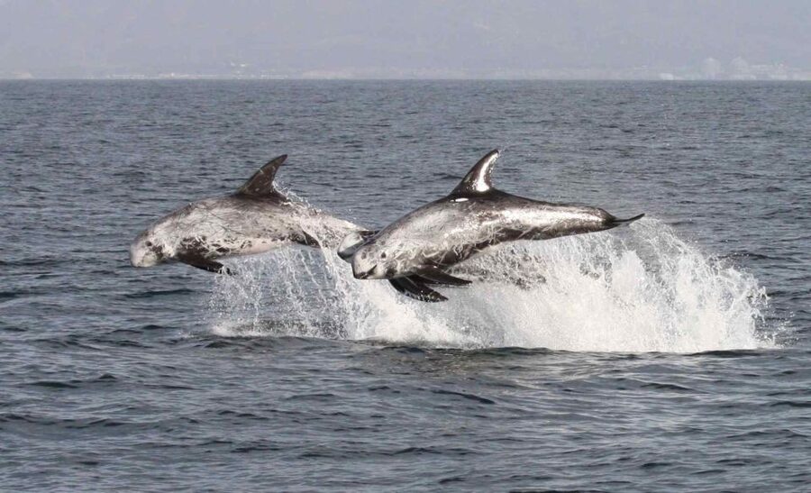 Newport Beach: Year-Round Whale Watching Cruise - Who will enjoy this cruise most