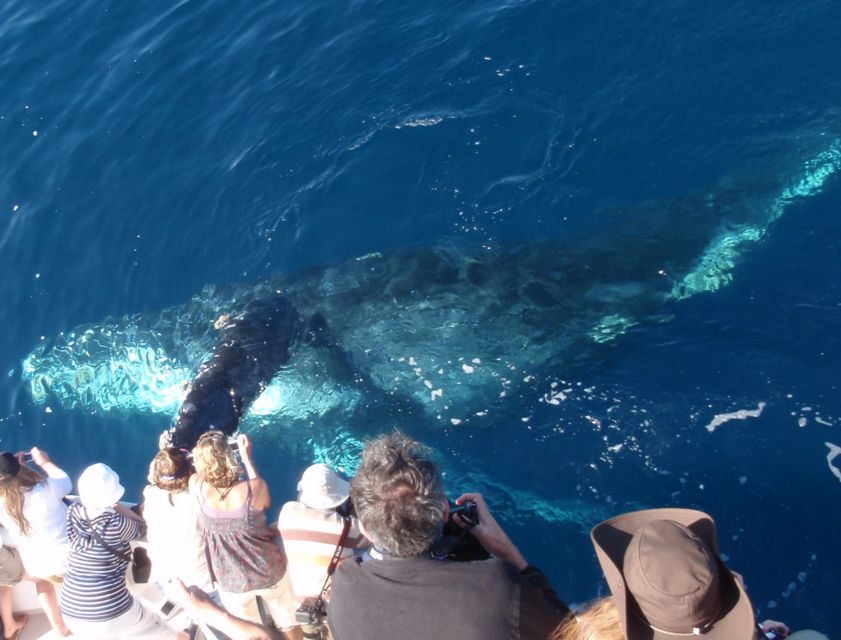 Newport Beach: Year-Round Whale Watching Cruise - Choosing the best season for whales