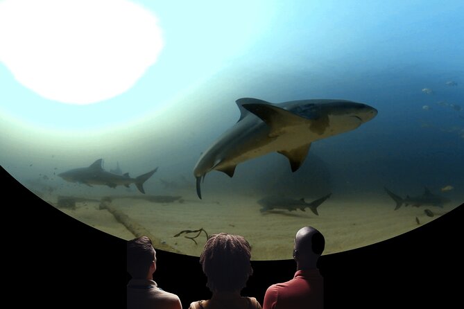 Ocean Wonders: An Immersive Ocean Movie Experience - From Catalina Kelp to Open Ocean Encounters