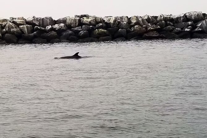 One Hour Cruise Around Marina del Rey - The captain can shape the entire hour