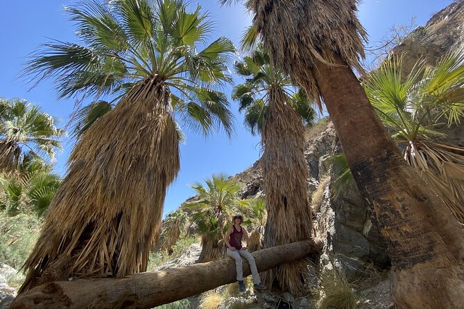 Palm Springs Hike to an Oasis and Amazing Desert Views - The Palm Oasis in the Canyon