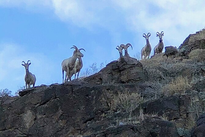 Palm Springs Hike to an Oasis and Amazing Desert Views - Winter Wildlife and Desert Timing