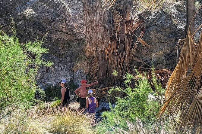 Palm Springs Hike to an Oasis and Amazing Desert Views - Who Should Book This Palm Springs Hike?
