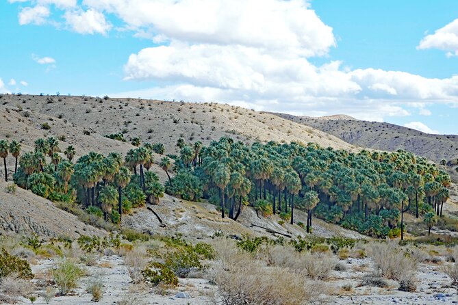 Palm Springs Self-Guided Driving Audio Tour - A Palm Springs drive with Hollywood behind the hedges