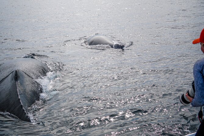 Private 2hr Supreme Whale/Dolphin Watching Tour, Newport Beach CA - Why this private Newport Beach trip feels different
