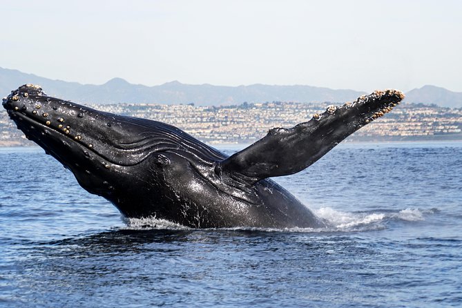 Private 2hr Supreme Whale/Dolphin Watching Tour, Newport Beach CA - The Balboa Island treat after the boat