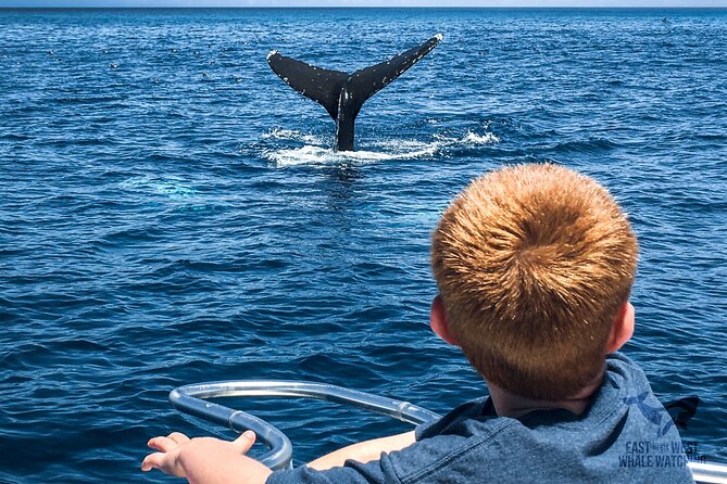 Private 2hr Supreme Whale/Dolphin Watching Tour, Newport Beach CA - Timing, weather, and what to bring