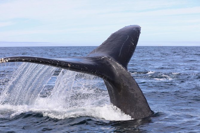 Private 2hr Supreme Whale/Dolphin Watching Tour, Newport Beach CA - Should you book the Newport Beach private tour?