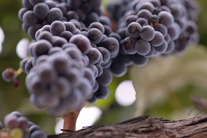 PRIVATE All-Inclusive 3-Winery Tour from Santa Barbara in S.Y.V. - What the $379 price really covers