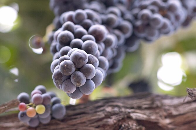 PRIVATE All-Inclusive 3-Winery Tour Santa Ynez/Solvang/Buellton - Why a private three-winery day works well here