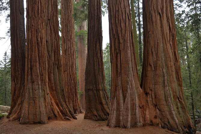 Private Day Tour to Sequoia and Kings Canyon Parks From LA - Key points before you book