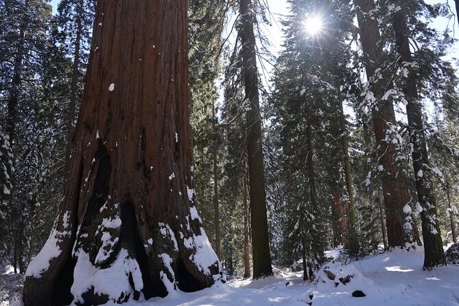 Private Day Tour to Sequoia and Kings Canyon Parks From LA - Tunnel Log: a quick stop with a big photo