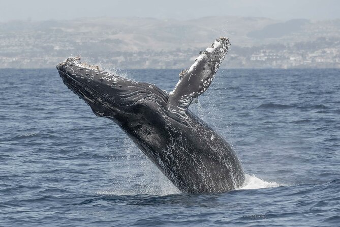Private Dolphin and Whale Watching Tour in Newport Beach - Dolphins are the main attraction