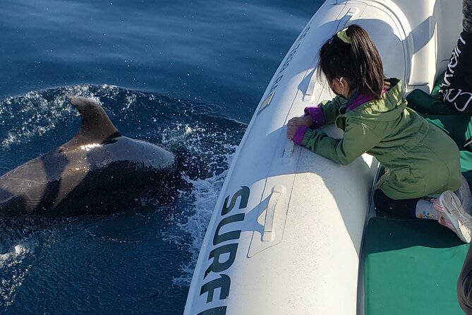 Private Dolphin and Whale Watching Tour in Newport Beach - Whales, sea lions, seals, and sunfish