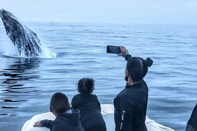 Private Dolphin and Whale Watching Tour in Newport Beach - Is $425 a good value for six people?