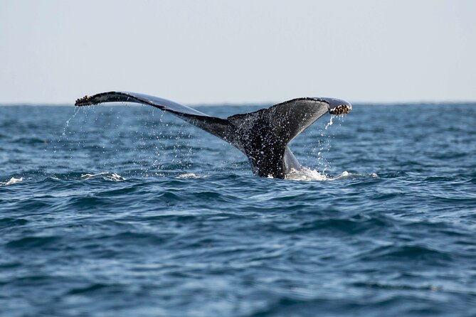 Private Dolphin and Whale Watching Tour in Newport Beach - Comfort, timing, and what to bring