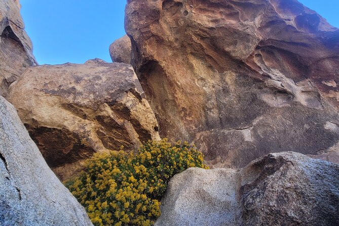 Private Driving and Hiking Tour in Joshua Tree National Park - The $650 price, and who gets good value