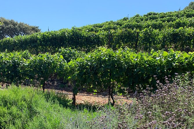 Private Santa Ynez Wine Tour (All-Inclusive) - What private service adds to the price