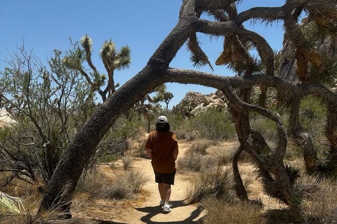 Private Sightseeing Adventure Tour of Joshua Tree National Park - Skull Rock is optional, not a promised centerpiece