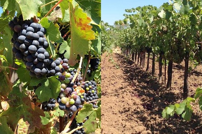 Private Wine Tasting Tour From Santa Ynez, Solvang or Buellton! - A private day through Santa Ynez wine country