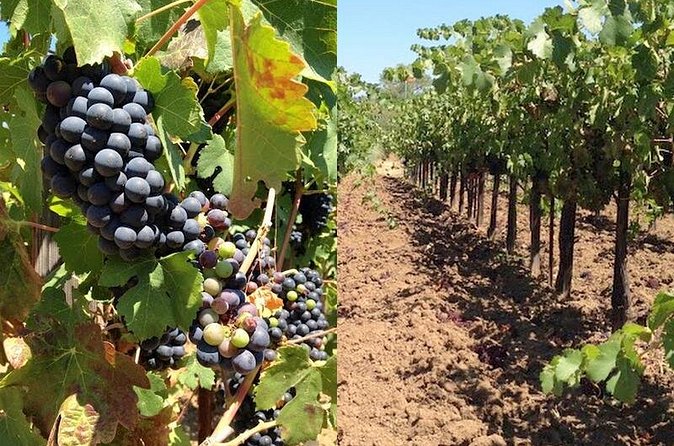 Private Wine Tasting Tour From Santa Ynez, Solvang or Buellton! - Roblar, Beckmen, and Demetria