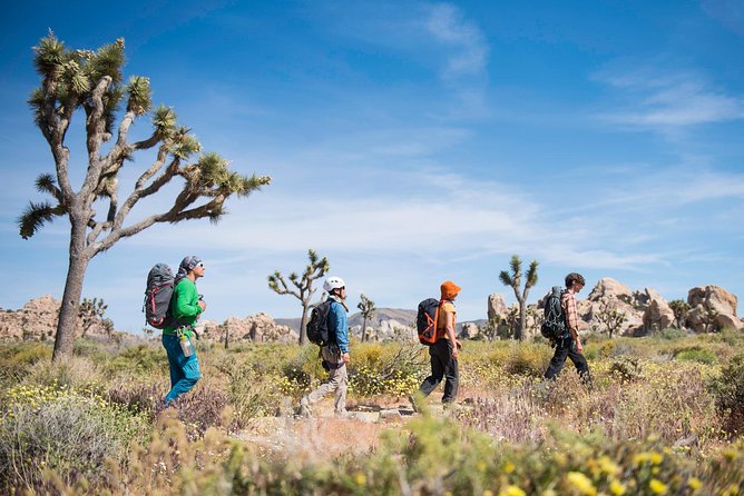 Rock Climbing Trips in Joshua Tree National Park (8 Hours) - First climbs, route selection, and personal coaching