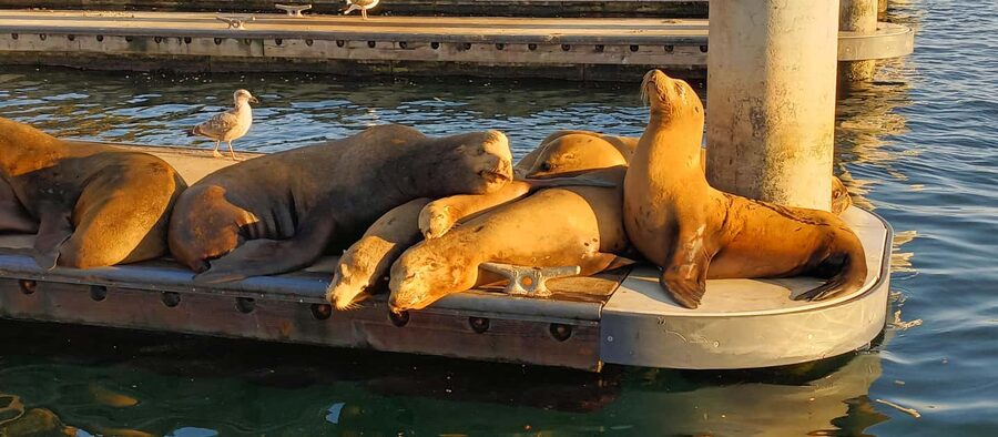 Romantic Boat Cruise with Wine & Cheese or Surprise Dinner - Marina del Rey from the water