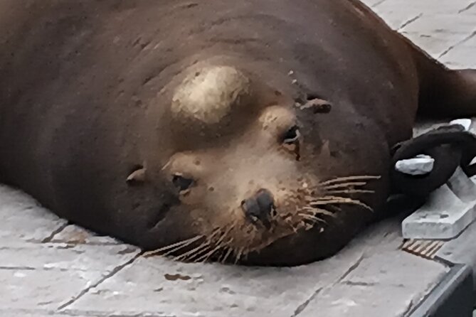 Romantic Luxury Boat Cruise with Wine Cheese Sea LionTours - Sea lions and wildlife along the route