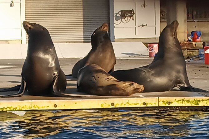 Romantic Luxury Boat Cruise with Wine Cheese Sea LionTours - Who will enjoy this most