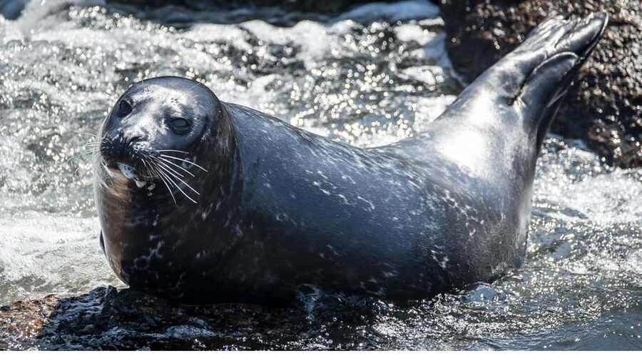 San Pedro: West Harbor LA Dolphin & Whale Watching Cruise - Who Will Enjoy This Cruise Most?