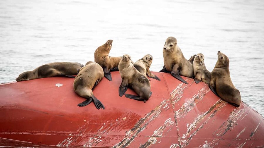 San Pedro: West Harbor LA Dolphin & Whale Watching Cruise - Should You Book the San Pedro Whale Cruise?