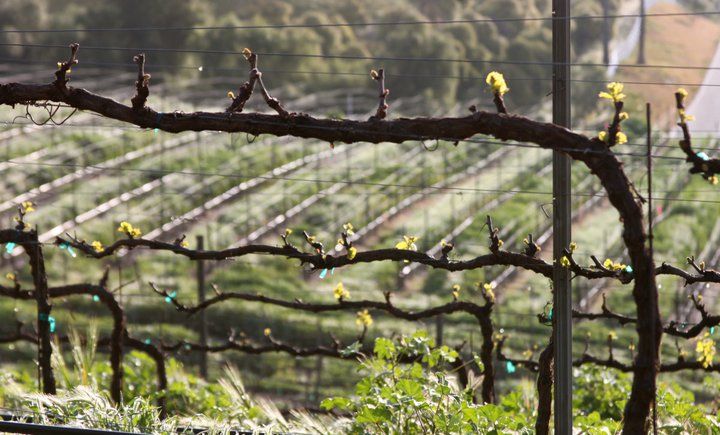 Santa Barbara: 3-Winery Tour Includes Tastings & Lunch inSYV - A final 75-minute stop for one more flight