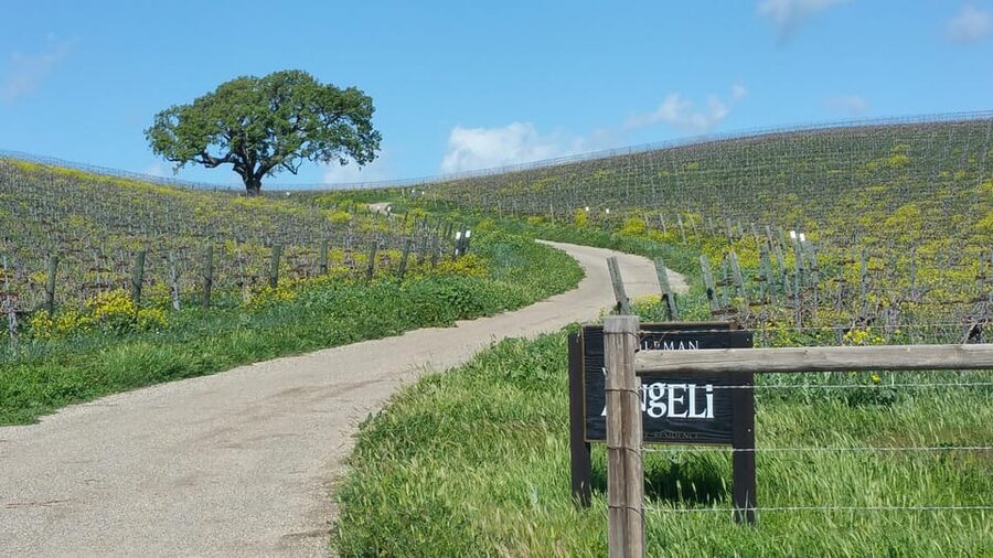 Santa Barbara: E-bike wine tour w/ transport, tasting, lunch - Olive oil and aged balsamic at the orchard