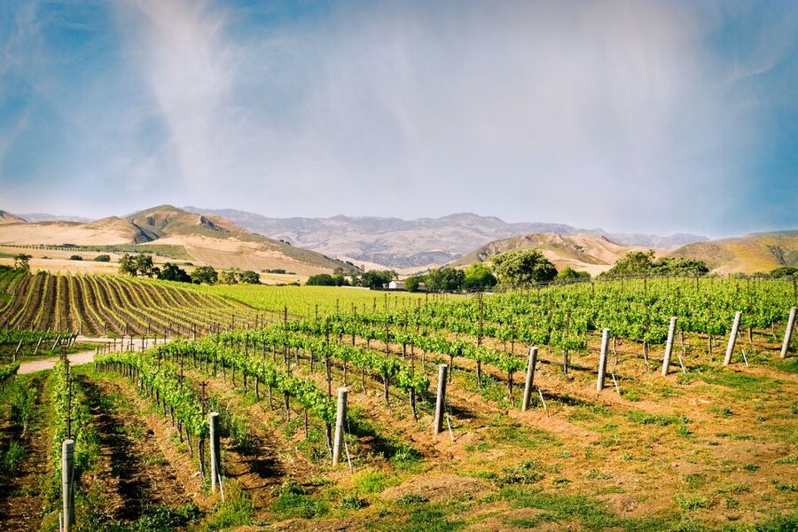 Santa Barbara: Wine Country Tour with Lunch - Three wineries, three different ways to taste